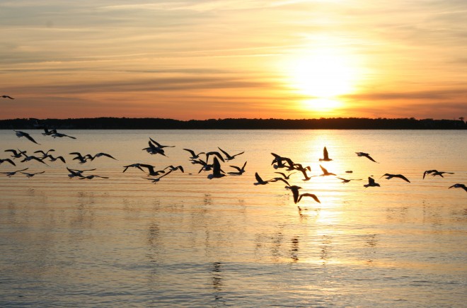 ellis-point-birds